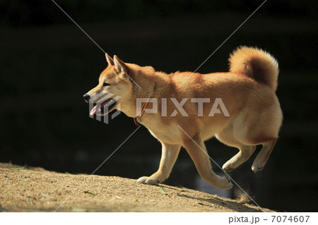 柴犬 犬 走る 疾走 全身の写真素材