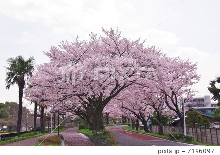 桜 水元公園 さくら堤 満開の写真素材