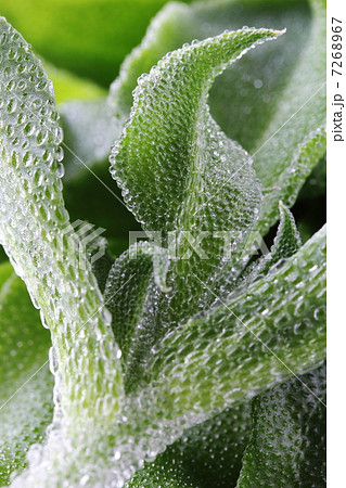 塩生植物の写真素材