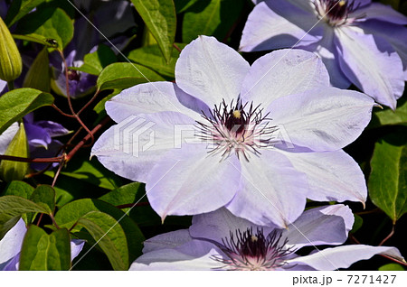 花 テッセン 鉄扇 植物 園芸種の写真素材