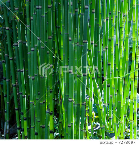 砥草 木賊 トクサ科 研磨剤の写真素材