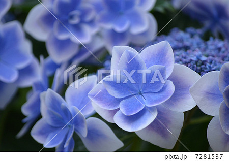 紫陽花 ガクアジサイ 金平糖 コンペイトウの写真素材