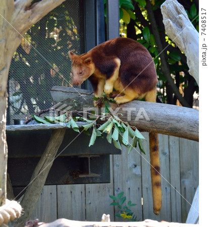 キノボリカンガルーの写真素材