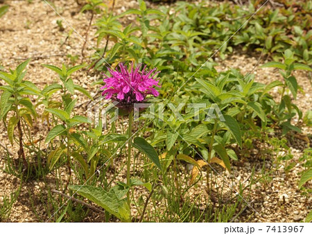 レッドベルガモット ベルガモット 花 多年草の写真素材