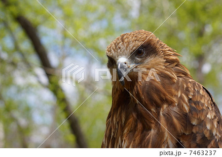 左空き鷹の写真素材