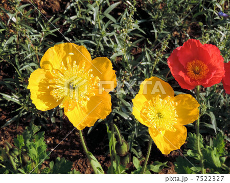 シャーレイポピー 雛芥子 花期は３ ５月 ケシ科ケシ属の写真素材