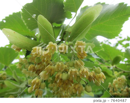 リンデンフラワーの写真素材