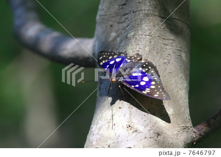 オオムラサキ 昆虫 蝶 餌場の写真素材