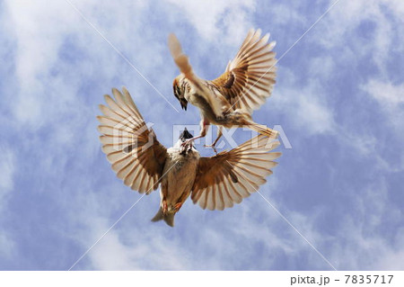 鳥 すずめ 飛翔 喧嘩の写真素材