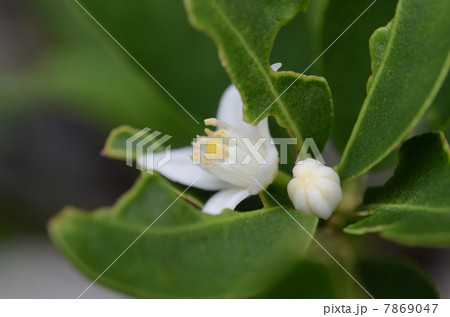 金柑の花の写真素材