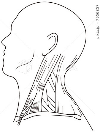 胸鎖乳突筋のイラスト素材