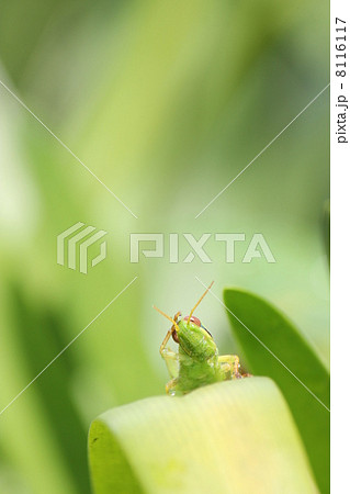 バッタ 虫 昆虫 正面の写真素材