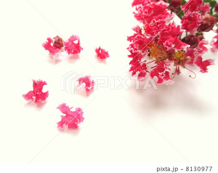 さるすべり サルスベリ 花 切り花の写真素材
