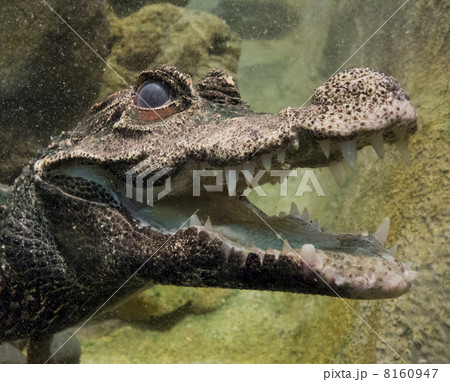 ワニ 歯 牙 わにの写真素材 - PIXTA