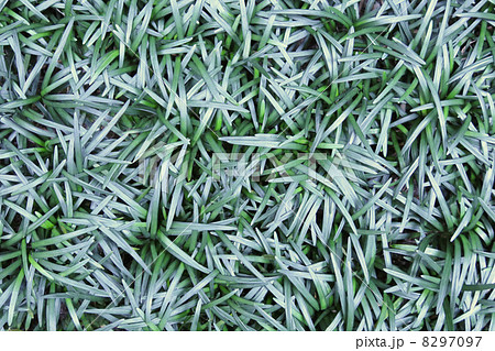 タマリュウ 草 草葉 テクスチャの写真素材