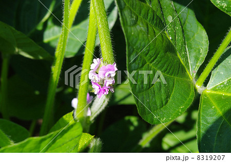 大豆の花の写真素材