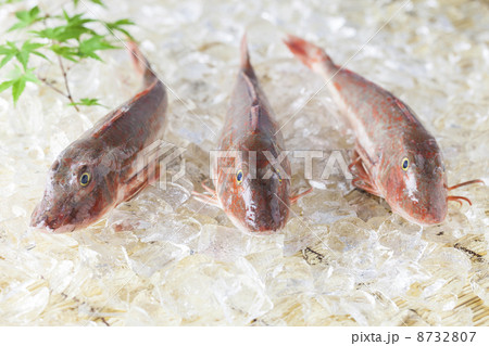 ホウボウ 鍋 魚類 旬の写真素材