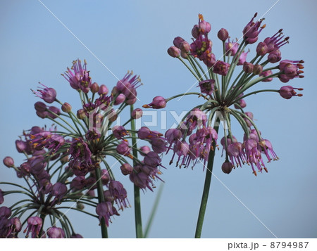 らっきょうの花の写真素材