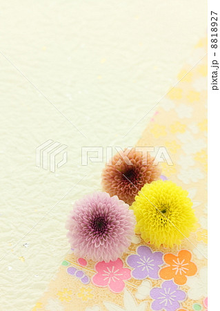カリメロ スプレー菊 生花の写真素材