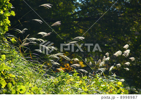 荻 植物 花 オギ イネの写真素材