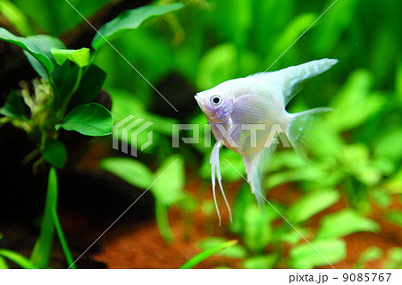 ベラ亜目 淡水魚の写真素材