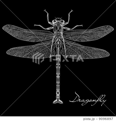 昆虫 トンボ 池 背景のイラスト素材