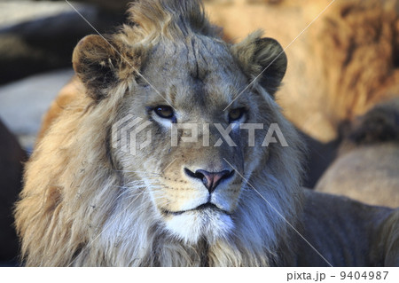 ライオン 猛獣 百獣の王 遠吠えの写真素材