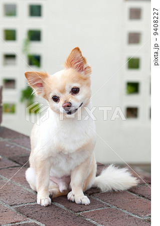 サマーカット ロングコートチワワ 犬 チワワの写真素材