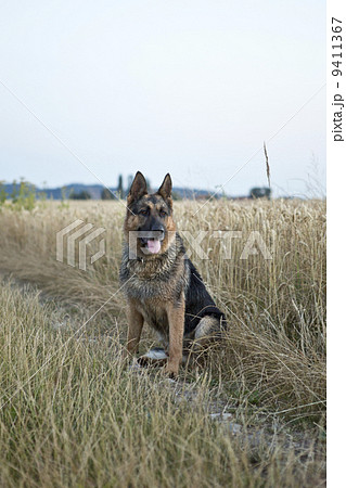 シェパード 警察犬 可愛い 家族の写真素材