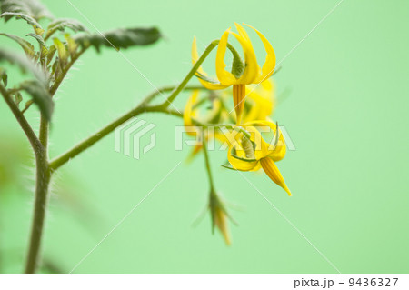 トマトの花 ミニトマト 花 キレイの写真素材
