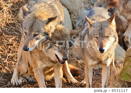 狼交尾交配動物照片素材