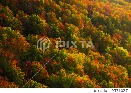 山 紅葉 夕焼け 斜面の写真素材