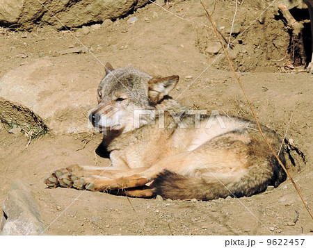 オオカミ ネコ目イヌ科イヌ属 たいりくおおかみ 大陸狼の写真素材