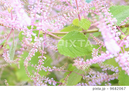 メイフラワー 花の写真素材