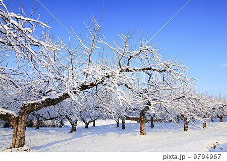 りんごの木 りんご畑 冬 雪の写真素材 - PIXTA