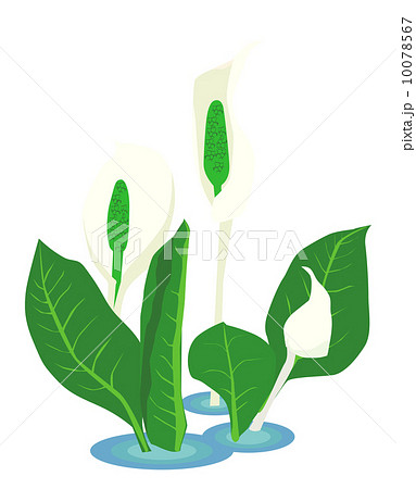 水芭蕉のイラスト素材