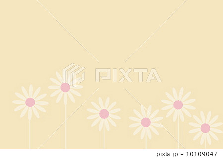 花柄 壁紙 デイジー柄 ピンク 可愛い花 カード 背景の写真素材