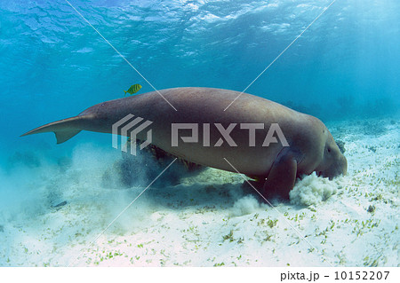 ジュゴン 絶滅危惧種 生態 海の動物の写真素材