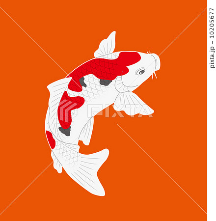 カープ ５月のイラスト素材