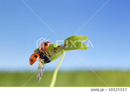 飛び立つ てんとう虫 昆虫の写真素材