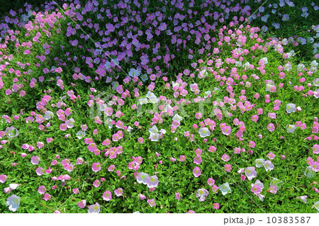 月見草　原画 Shibata Zeshin - Cherry Blossom