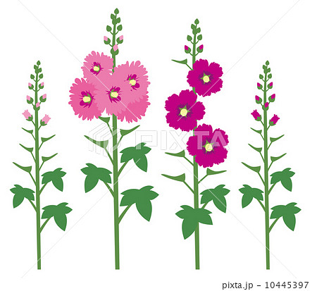 立葵の花 花のイラスト素材