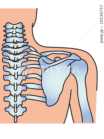 肩甲骨のイラスト素材