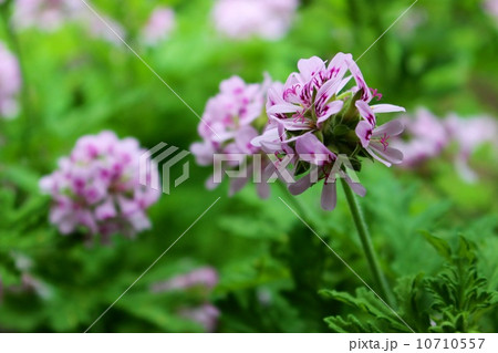 花 ハーブ フウロソウ科 カトリソウの写真素材