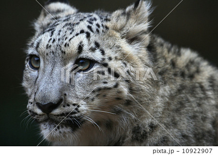 Snowleopard カッコいいの写真素材