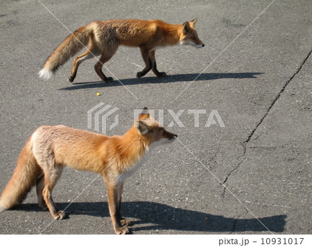 キタキツネ 道路 横向き 無人の写真素材