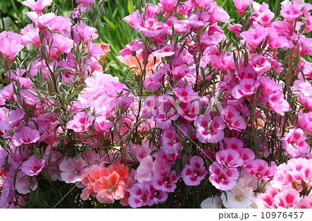 デゴチア 花の写真素材