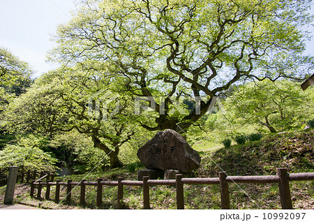 シデの木の写真素材