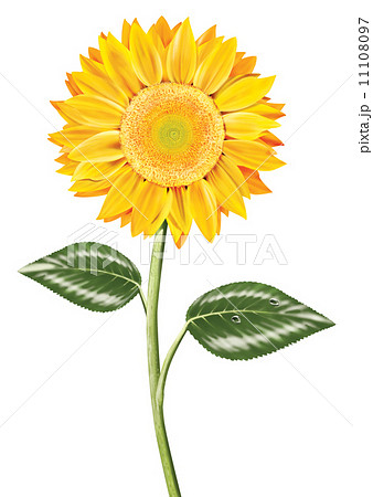 ひまわり 花 リアルイラスト 向日葵のイラスト素材 Pixta