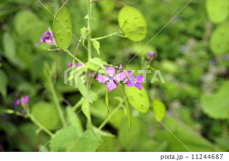 大判草 植物の写真素材